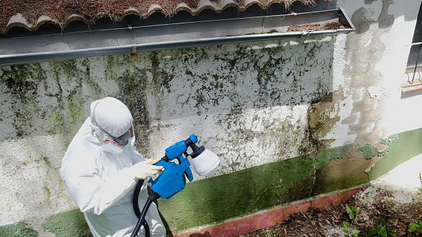 Trusted Mold Remediation service in Quantico, VA - Cheap Mold Removal